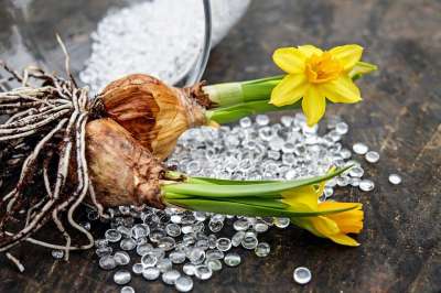 水仙花 花 开花 盛开 黄色 复活节的钟声 黄水仙 花球茎