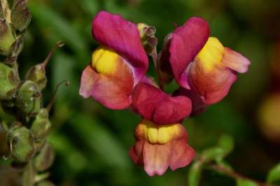 金鱼草 花 花园 植物群 植物 春天 植物学 特写 红色的