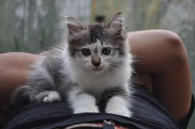 动物 猫 老虎 小猫 宠物 狮子 毛皮 猫科动物 肖像 可爱的