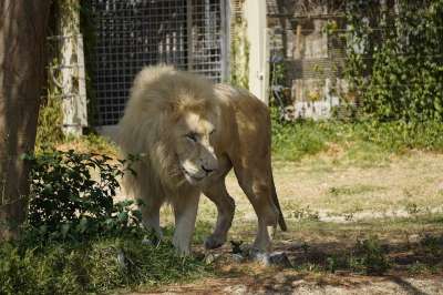 狮子 动物 哺乳动物 大猫 野生动物 动物群 荒野 捕食者 王
