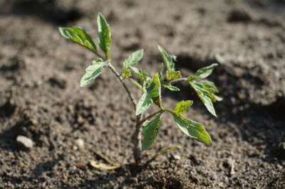 番茄苗 植物 菜园 自然 西红柿 番茄 地图 工厂的西红柿 春天