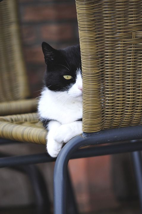 猫 家畜 黑白猫 动物 家猫 爪子 可爱的猫咪