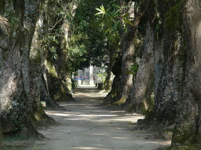 巴西 里约热内卢 植物园 木头 树木