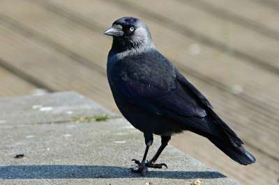 寒鸦 鸟 动物 Corvidae 羽毛 喙 眼睛 腿 常设