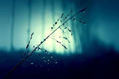 牧草 牧场 草 夜晚 自然 神秘 森林 黑暗的 幽灵般的 飞沫