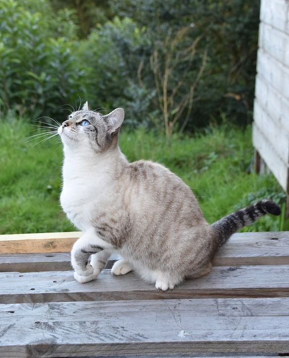 猫 胡同猫 欧洲猫 猫蓝色的眼睛 动物 阴云 女性 哺乳动物