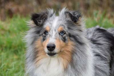 狗 母狗 设得兰群岛牧羊犬赏金 蓝色的梅尔 犬类 狗肖像 黑松露