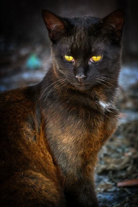 严峻 猫 眼睛 黄色 黑暗的 可怕的 气氛 神秘 情绪 魔术
