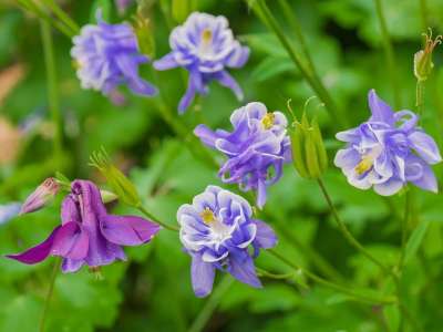 花 在花园里 春天 开花