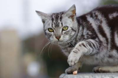 猫咪 走 动物肖像 宠物