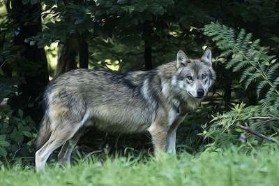 狼 捕食者 欧洲狼 食肉动物 哺乳动物 注意力 猎人 野生动物