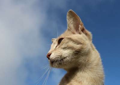 猫 天堂 猫脸 鲭鱼 眼睛
