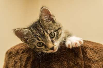 宿醉 小的 鲭鱼 小猫 家猫 家畜 可爱的 猫 猫宝宝 猫脸