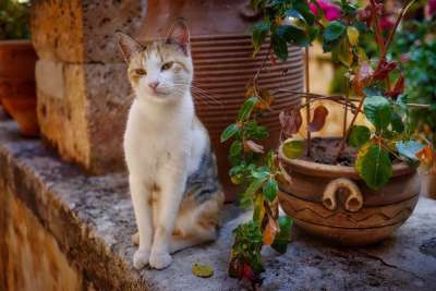 自然 猫 可爱的 墙壁 花 家猫 年轻的猫 动物 梦幻的