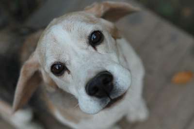 小猎犬 狗 婊子 肖像 狗的眼睛