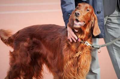 狗 犯人 男人的朋友 纯种 动物 展览 小狗 种族 宠物 朋友