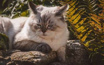 猫 花园 猫科动物 动物 自然 国内动物 户外 国内的猫