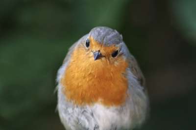 知更鸟 罗宾 Erithacus Rubecula 鸣禽 鸟 动物