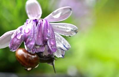 蜗牛 花 开花 花园 壳 生物 春天 雨 雨滴