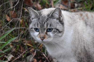 猫 阴云 小胡子 动物 猫科动物 小猫 肖像猫 猫蓝色的眼睛
