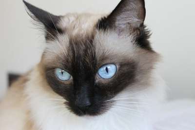 猫 宠物