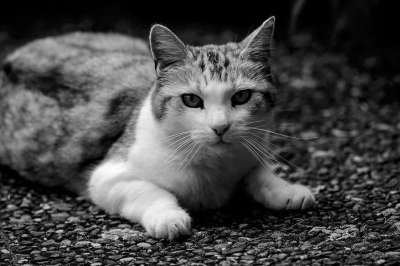 猫 家畜 家猫 动物 看法