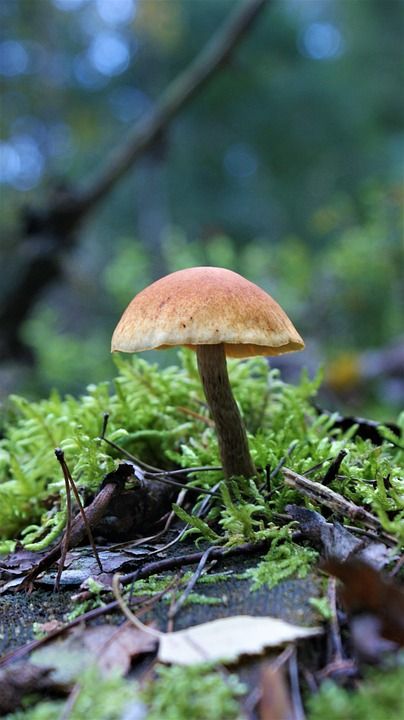 蘑菇 野生蘑菇 孢子 海绵 菌 子实体 蘑菇盘 真菌种类 蘑菇种
