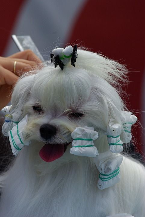 犬展 狗 动物 美丽