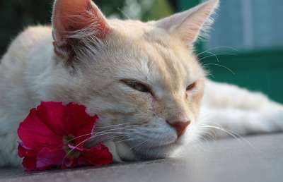 猫 胡子 奶油 宠物 动物 猫脸 红猫 生姜 猫眼睛 猫和花