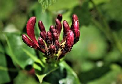 盛开 开花 金银花 植物 花 野花 自然 花园 森林 香水