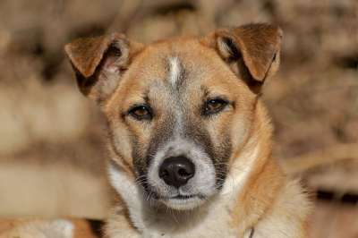 狗 宠物 犬类 动物 毛皮 鼻子 哺乳动物 狗肖像 国内的