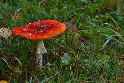 森林 蘑菇 毒菌 红色的 苔藓 点缀 关闭