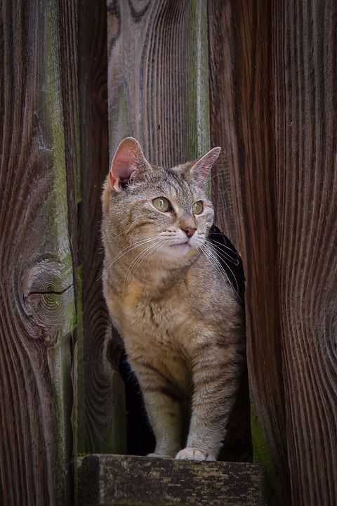 猫 家畜 小猫 家猫