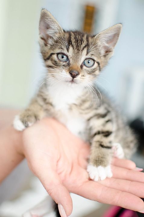 猫 小猫 年轻的猫 大花猫 手 猫的眼睛 家猫 达乔维茨 动物