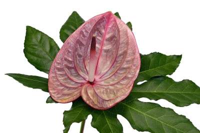 火烈鸟花 红掌 开花 花 大 Flamingoblume 植物 奇葩