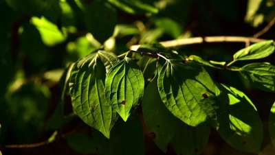 树叶 绿色 自然 植物 环境 森林 树 分支 生活 夏天 光