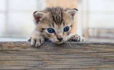 基蒂 猫 宠物 动物 可爱的 国内的 年轻 甜的 小的 脸