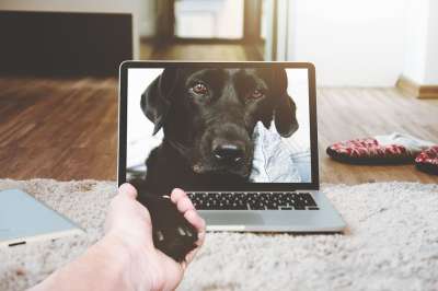 笔记本电脑 苹果 Macbook 计算机 浏览器 床 房间 狗