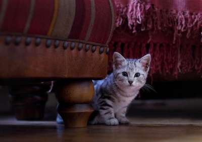 小猫 猫 可爱的 动物 基蒂 猫科动物 宠物 国内的 年轻