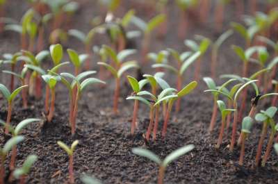 番茄 笋 植物 发芽 绿色 幼苗 生物 生长 树叶