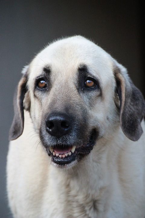 狗 牧群保护犬 康加尔 看门狗 土耳其的狗 大狗 家畜 小心
