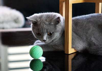 猫 Bkh 英国短毛猫 小猫 球 家畜 动物 漂亮 眼睛 宠物