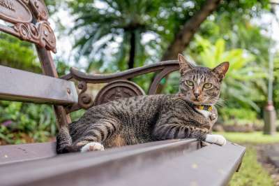 猫 虎斑猫 泰国猫 公园 麝香 麝香型