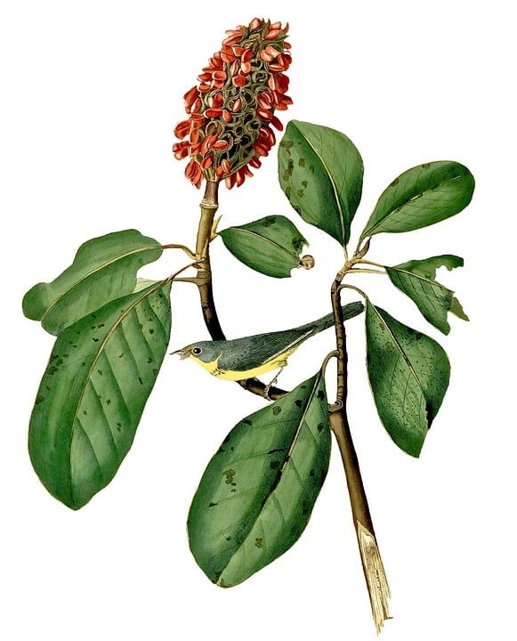 花朵 鸟 小花 花序 红色花 树叶 叶子 植物 栖鸟 大街