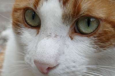 猫咪 宠物 哺乳动物 眼睛 虹膜 红色 白色的 警报 宿醉