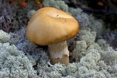 蘑菇 苔藓 菌 菌类 森林地面 Micology 地衣