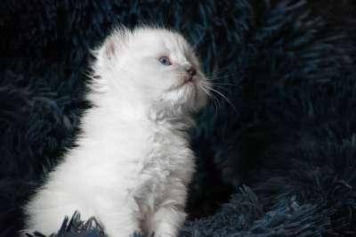 猫 猫科动物 毛皮 眼睛 基蒂 小猫 胡须 动物