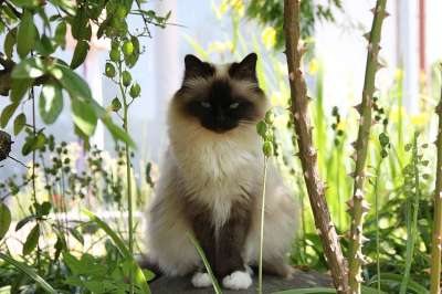 猫 缅甸 家猫 动物 家畜 品种猫 关闭 暹 布娃娃 户外