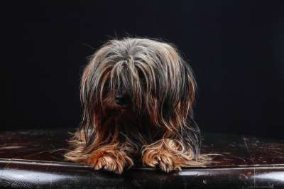 约克夏犬 狗 小狗 宠物 动物 年轻的狗 家犬 犬类 哺乳动物