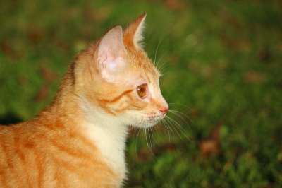 猫 小猫 红虎斑 红猫 年轻的猫 猫宝宝 鲭鱼